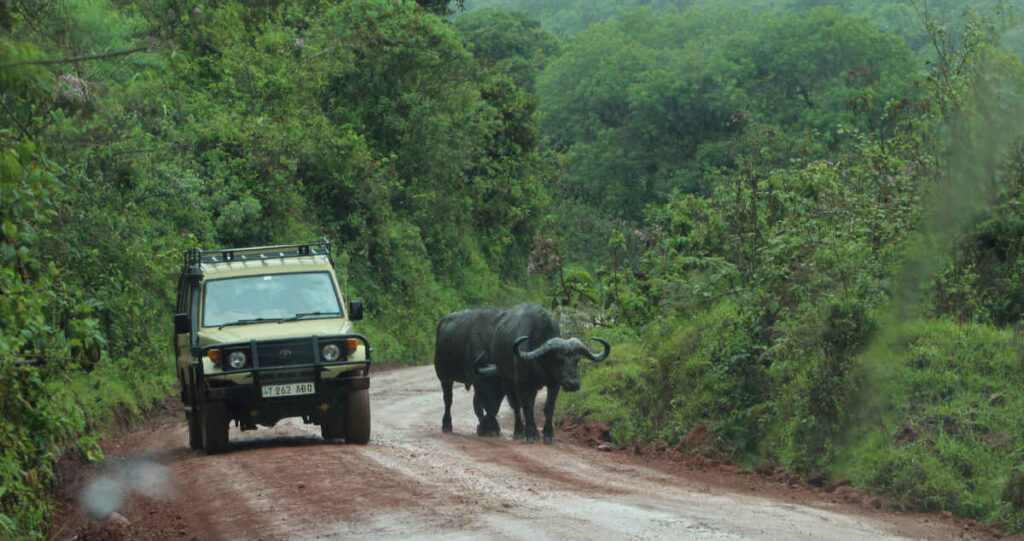 Buffalo in forest in southern Tanzania safari