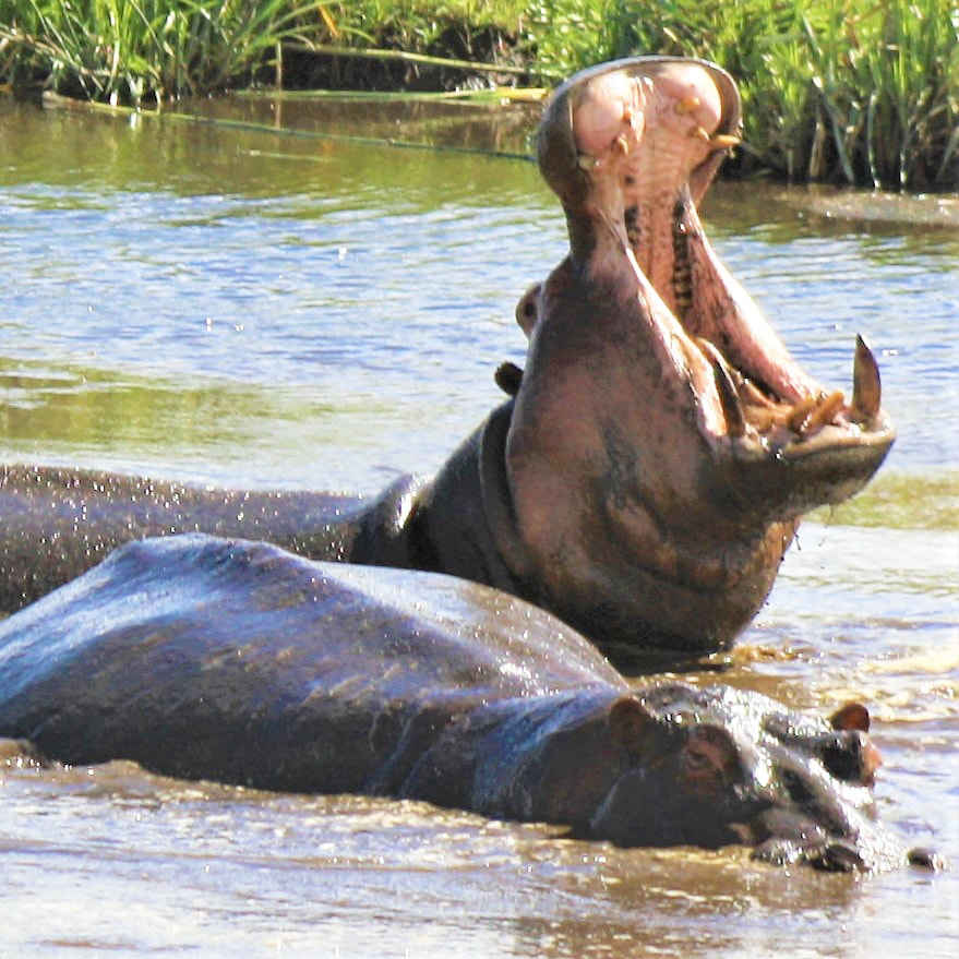 Hippos bathing and or yawning in lake in Serengeti