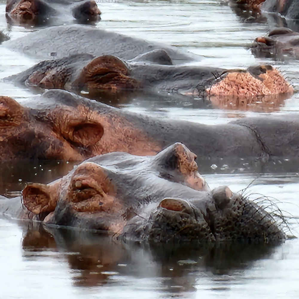 Hippos wallowing viewed during a Western Tanzania safari
