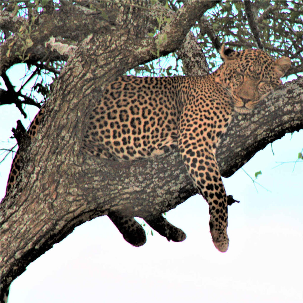 Leopard napping on tree branch during a safari in Tanzania at Tarangire National Park