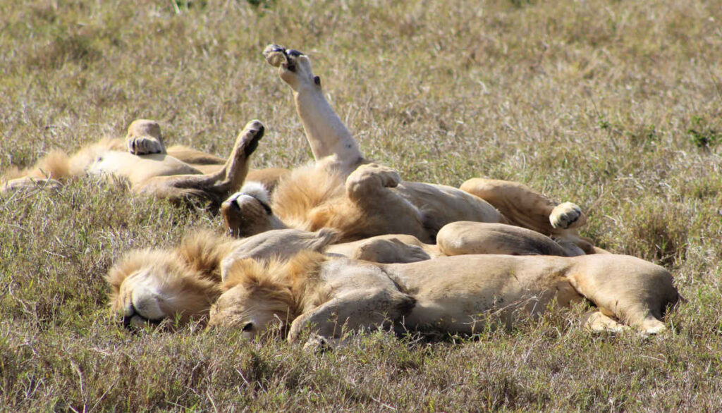 Lions napping after a meal in the northern Tanzania safari