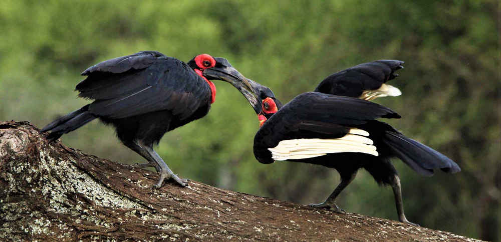 A pair of southern ground hornbills courting during the western Tanzania safari
