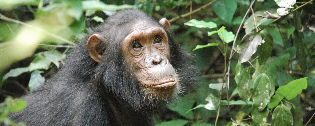 Chimpanzee n Bwindi forest encountered during gorilla trekking