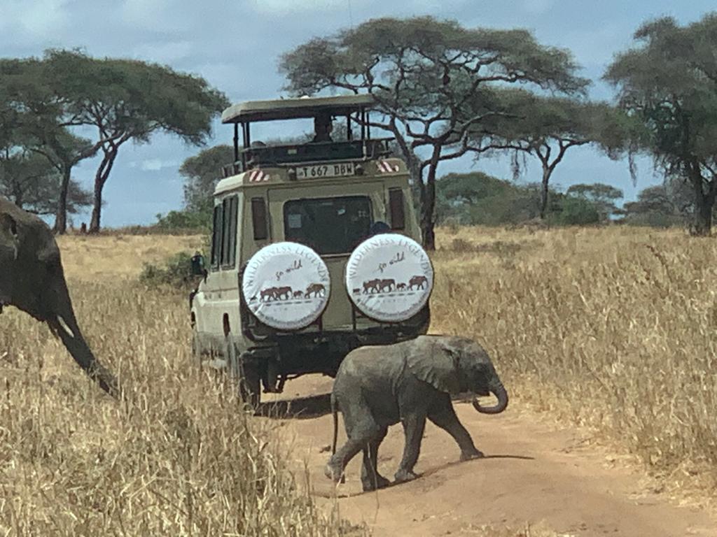 Wilderness Legends safari in Tanzania